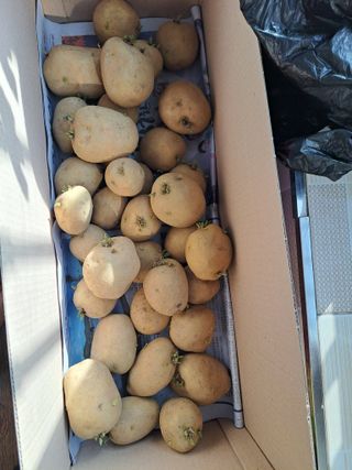 정자형님의 감자 · 자유게시판 작성글 사진