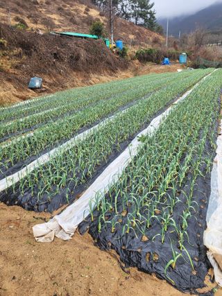 챈지님의 마늘 · 일상 작성글 사진