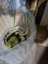 팜모닝 자유주제·자유게시판 게시글 이미지