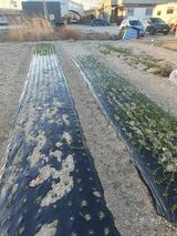 팜모닝 마늘·영농일지 게시글 이미지