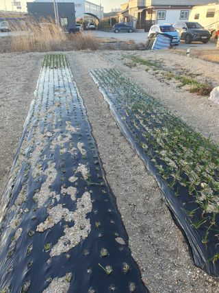 황명서(텃밭농사)님의 마늘 · 영농일지 작성글 사진