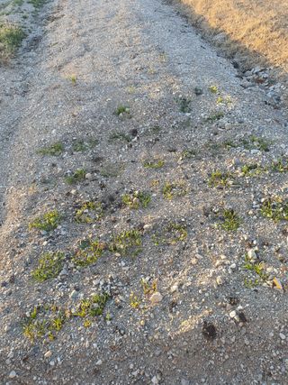 황명서(텃밭농사)님의 마늘 · 영농일지 작성글 사진