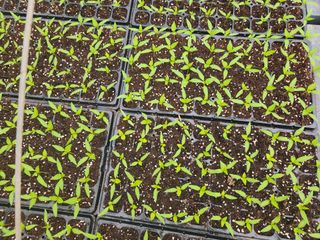 신유성님의 3월 농사 계획 같이해요 · 참여글 작성글 사진