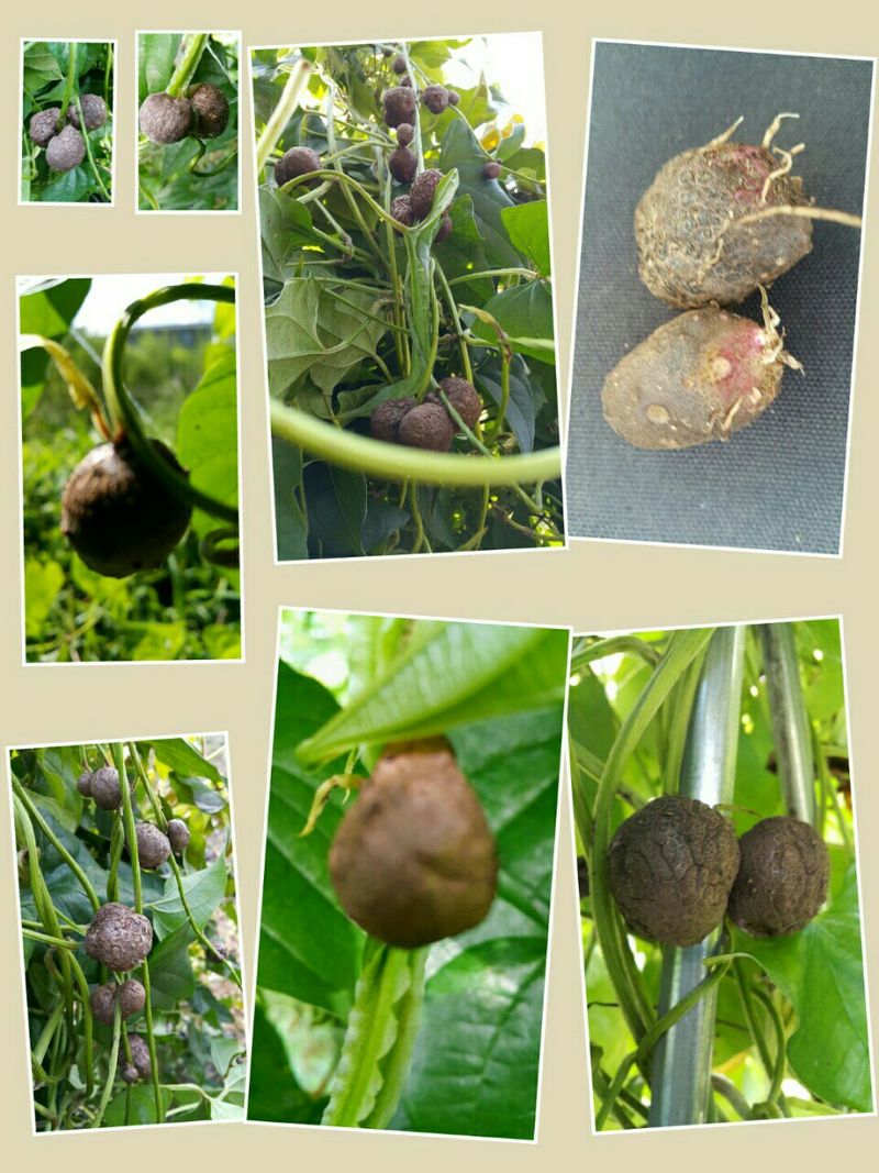 정보센터님의 장터 판매 상품 [열매달리는 자색마 가격인하] 첨부 사진