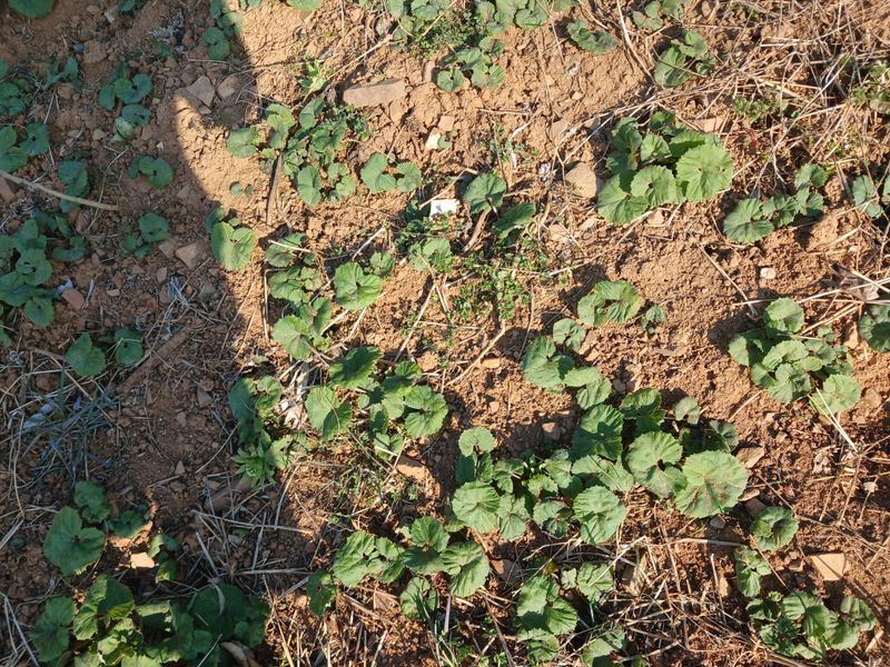 보미어르신님의 장터 판매 상품 [접목2년생 포포나무 .카사바모종. (마감)] 첨부 사진