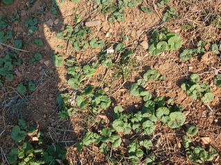 보미어르신님의 작성글 사진