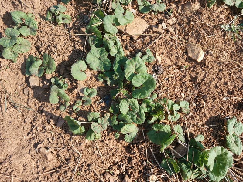 보미어르신님의 장터 판매 상품 [접목2년생 포포나무 .카사바모종. (마감)] 첨부 사진