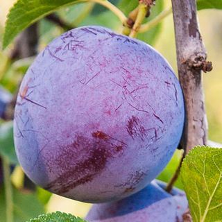 보미어르신님의 작성글 사진