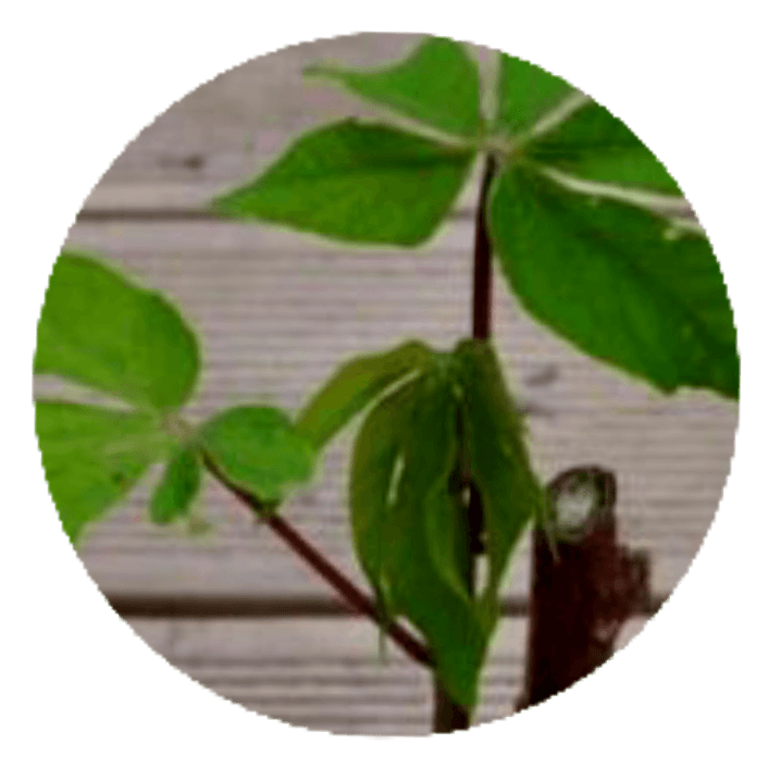 보미어르신님의 장터 판매 상품 [접목2년생 포포나무 .카사바모종. (마감)] 첨부 사진