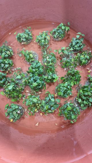 김동수님의 고구마 · 자유게시판 작성글 사진