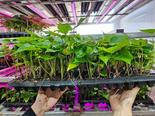 김동수님의 고구마 · 자유게시판 작성글 사진