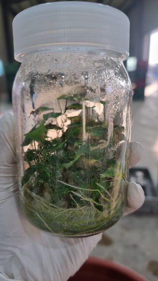 김동수님의 고구마 · 자유게시판 작성글 사진