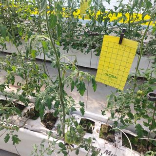 오복또님님의 토마토 · 병해충상담 작성글 사진