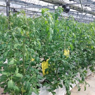 오복또님님의 토마토 · 병해충상담 작성글 사진