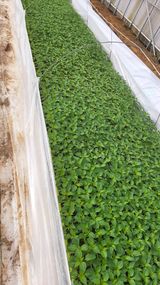 팜모닝 고추·파종•정식 게시글 이미지