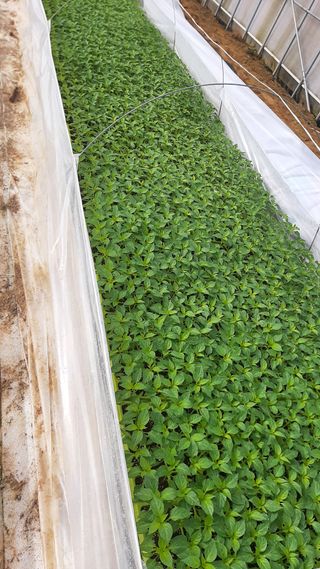 낙지님의 고추 · 파종•정식 작성글 사진