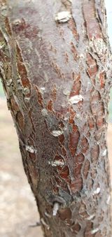 팜모닝 복숭아·병해충상담 게시글 이미지