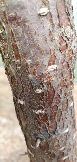 팜모닝회원 성주 님의 복숭아 · 병해충상담 작성글 사진