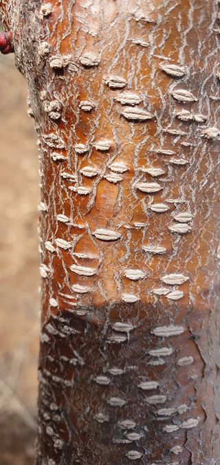 팜모닝회원 성주 님의 복숭아 · 병해충상담 작성글 사진