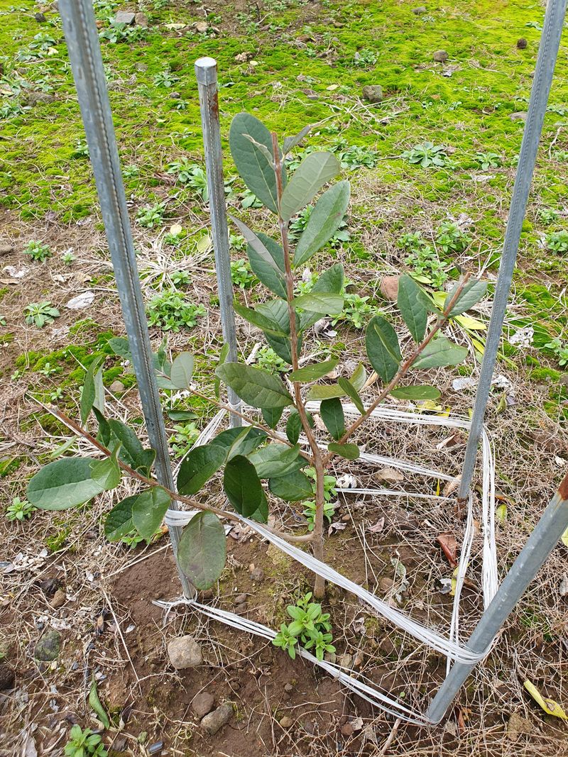 장터 상품 [페이조아 묘목3년생] 썸네일