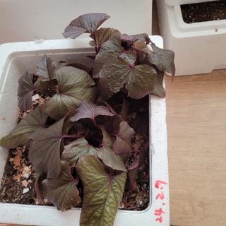 서녕영더기님의 고구마 · 자유게시판 작성글 사진