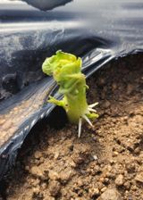 팜모닝 감자·자유게시판 게시글 이미지