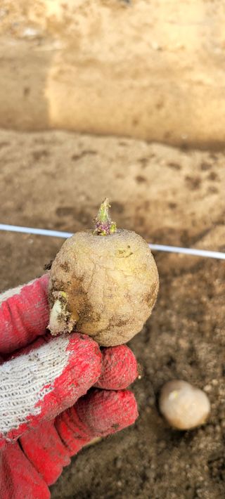심기섭님의 감자 · 자유게시판 작성글 사진