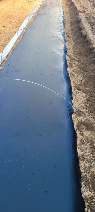 심기섭님의 감자 · 자유게시판 작성글 사진