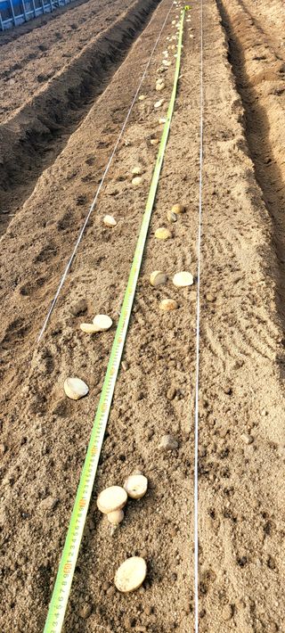 심기섭님의 감자 · 자유게시판 작성글 사진