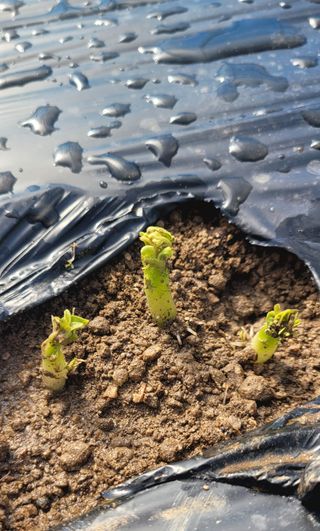 심기섭님의 감자 · 자유게시판 작성글 사진