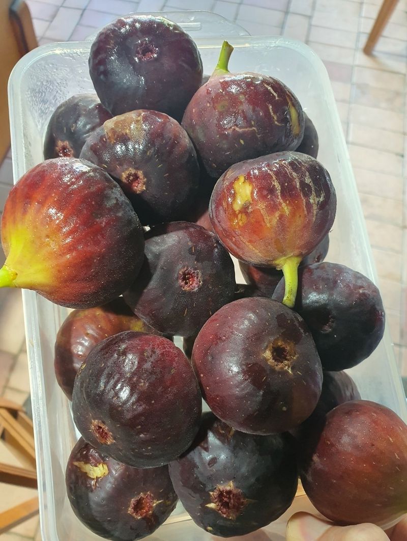 장터 상품 [석류, 무화과 묘목] 썸네일