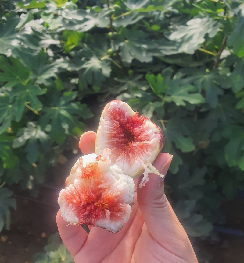 우리농원님의 장터 판매 상품 [석류, 무화과 묘목] 첨부 사진