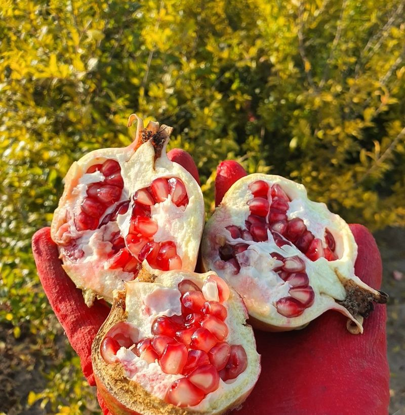 우리농원님의 장터 판매 상품 [석류, 무화과 묘목] 첨부 사진