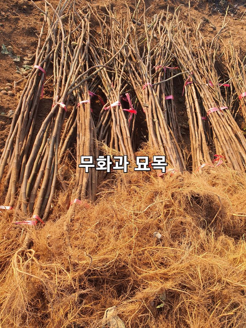 우리농원님의 장터 판매 상품 [석류, 무화과 묘목] 첨부 사진