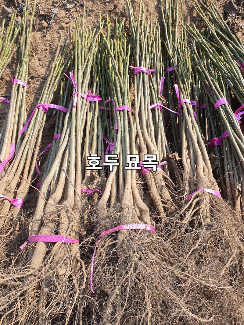 우리농원님의 장터 판매 상품 [석류, 무화과 묘목] 첨부 사진