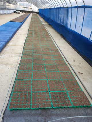 손인순님의 고추 · 영농일지 작성글 사진