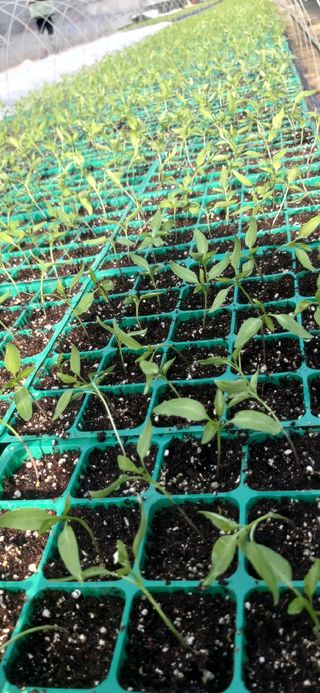 손인순님의 3월 농사 계획 같이해요 · 참여글 작성글 사진