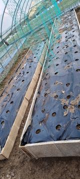 팜모닝 감자·자유게시판 게시글 이미지