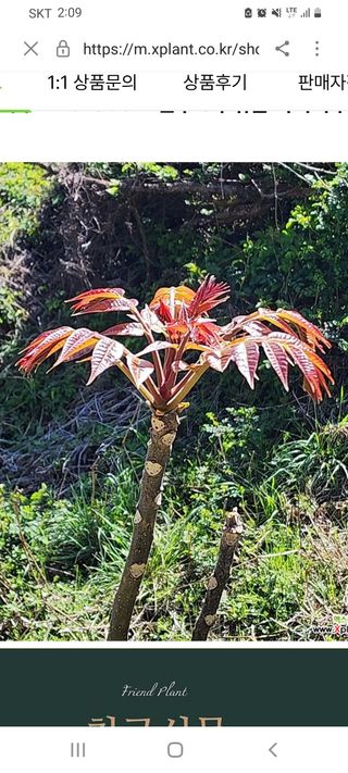 김대현(청솔)님의 토마토 · 생장기 농작업 작성글 사진