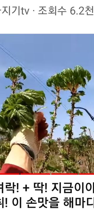 김대현(청솔)님의 토마토 · 생장기 농작업 작성글 사진