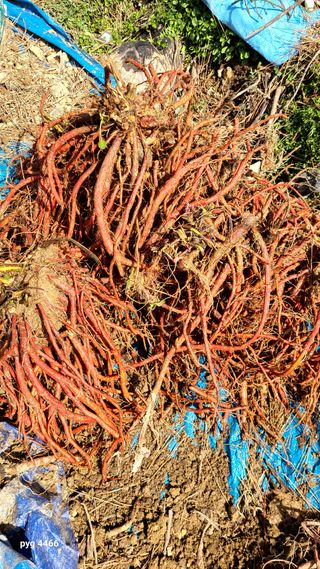 농꾼님의 자유주제 · 자유게시판 작성글 사진