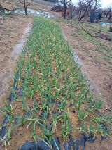 팜모닝 마늘·마늘 쪽 비대기 게시글 이미지