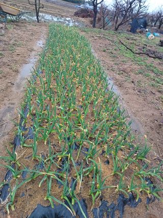 이기왕님의 마늘 · 마늘 쪽 비대기 작성글 사진