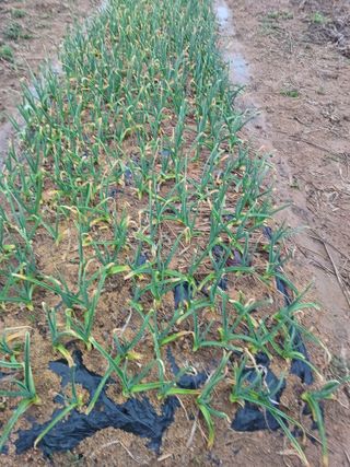 이기왕님의 마늘 · 마늘 쪽 비대기 작성글 사진