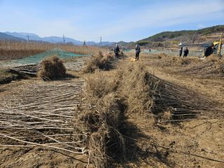 일심묘목농원님의 기타작물 · 자유게시판 작성글 사진