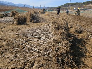 일심묘목농원님의 기타작물 · 자유게시판 작성글 사진