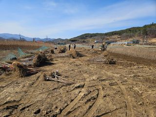 일심묘목농원님의 기타작물 · 자유게시판 작성글 사진