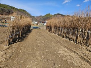 일심묘목농원님의 기타작물 · 자유게시판 작성글 사진