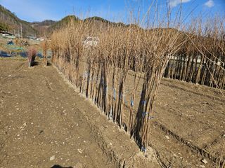 일심묘목농원님의 기타작물 · 자유게시판 작성글 사진