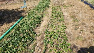 정회환 님의 3월 농사 계획 같이해요 · 참여글 작성글 사진